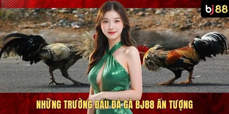 Những trường đấu đá gà BJ88 ấn tượng